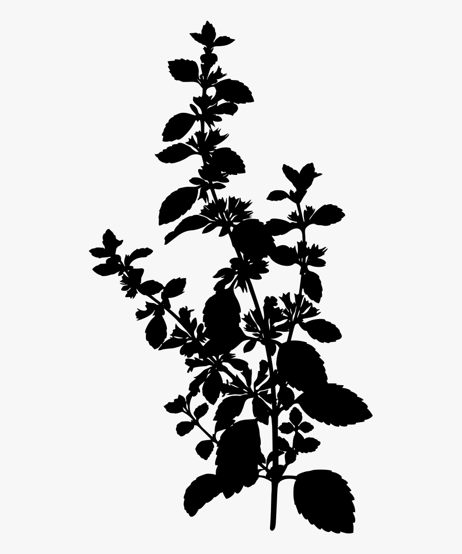 Lemon Balm - Melissa Officinalis, Transparent Clipart