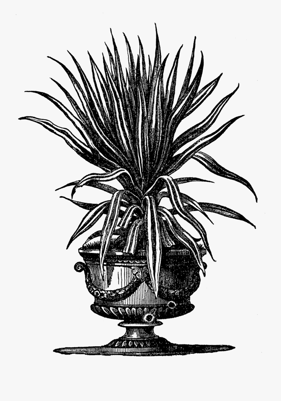 Vintage Potted Plant Illustration, Transparent Clipart