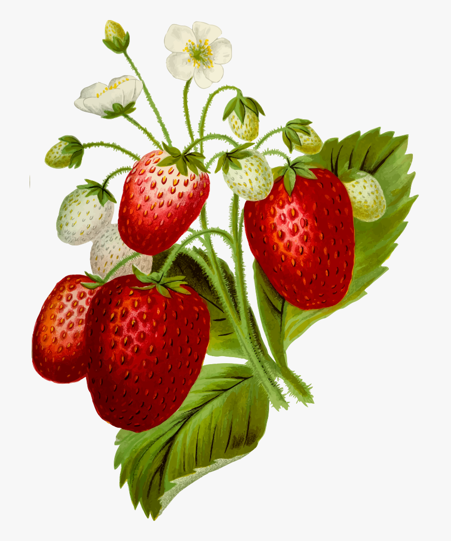 Superfood,plant,food - Transparent Background Strawberry Plant Png, Transparent Clipart