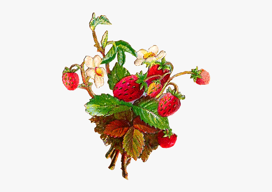Strawberry Flower Clipart - Strawberry Images Clipart Vintage, Transparent Clipart