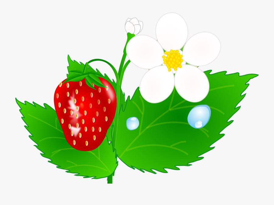 Transparent Strawberries Clipart - Strawberry Plants Clip Art, Transparent Clipart