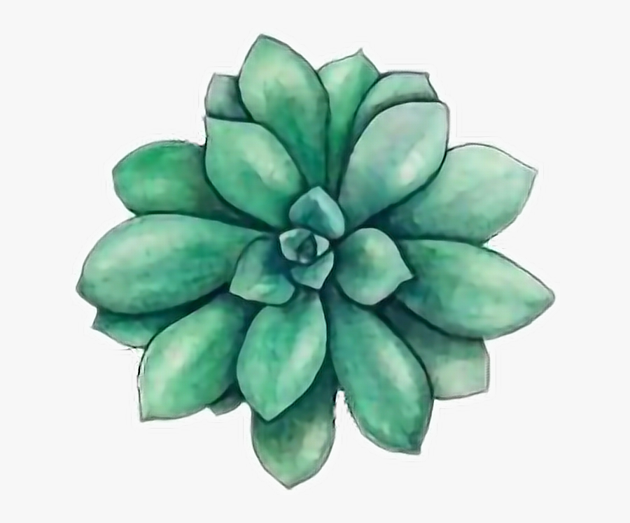 Succulents Drawing - Succulent Drawing, Transparent Clipart