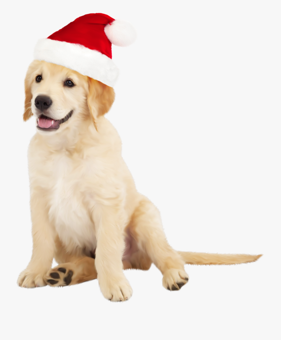 Cute Dog With Santa Hat Png Clipart - Golden Retriever Dogs Png, Transparent Clipart