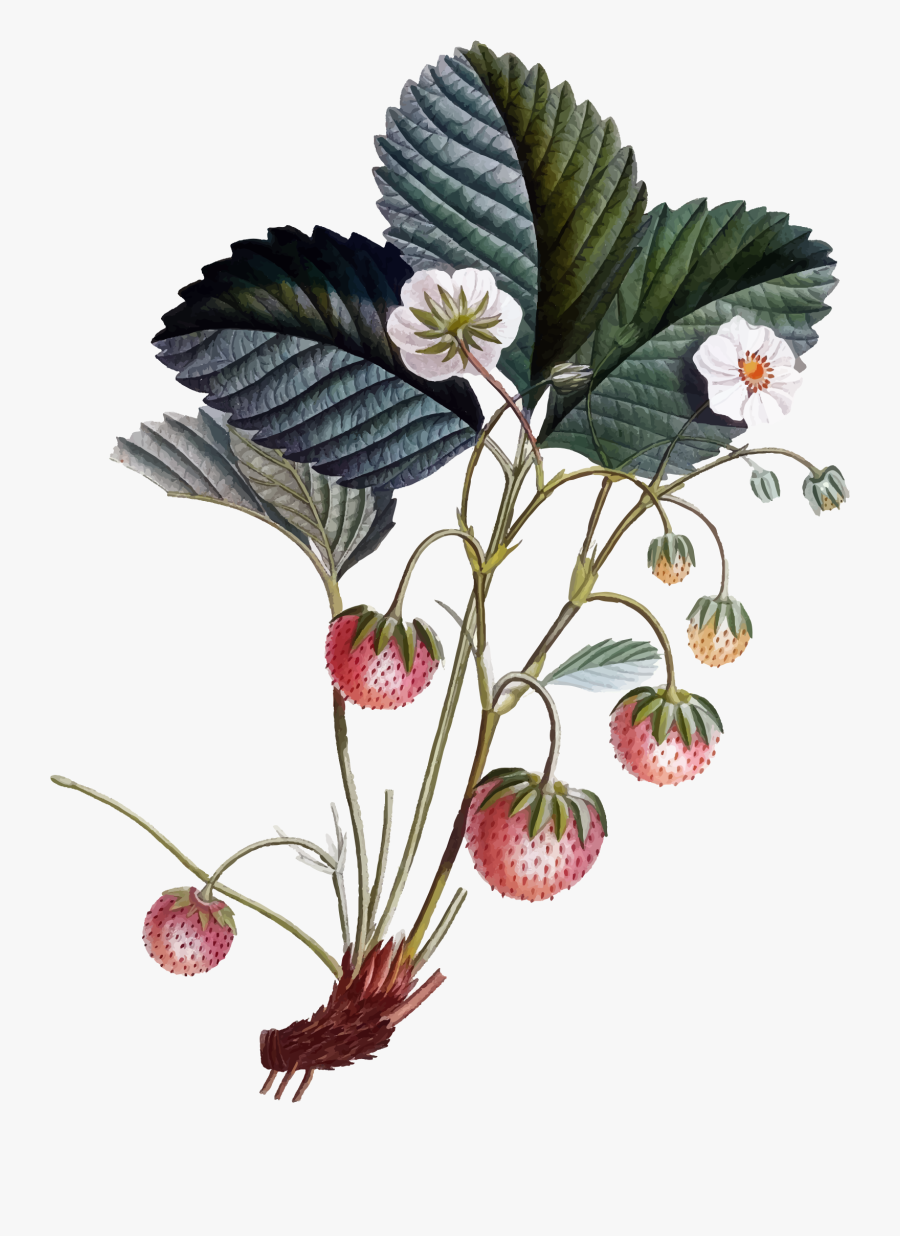 Strawberry Flower Clipart - Botanical Illustration, Transparent Clipart