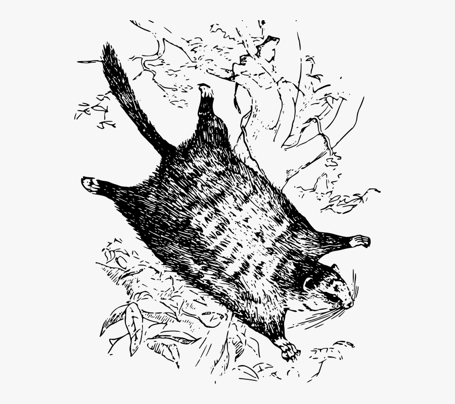 Graphic Flying Squirrel, Transparent Clipart