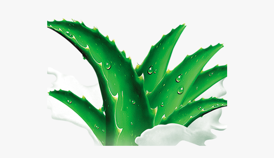 Plant,flower,flowering Plant,agave Plant - Agave Azul, Transparent Clipart