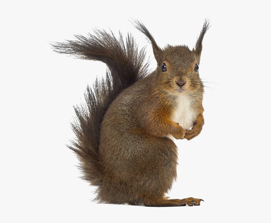 Squirrel Png, Transparent Clipart
