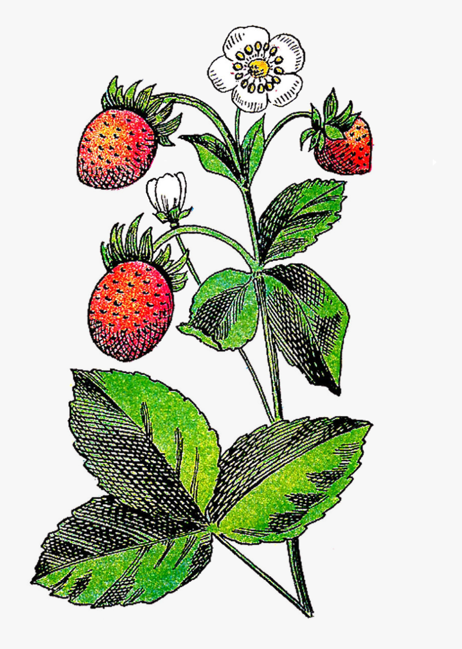 Plant With Fruit And Flower, Transparent Clipart