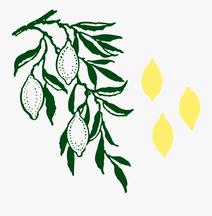 Lemon Tree Clipart 5, Buy Clip Art - Limoeiro Png, Transparent Clipart