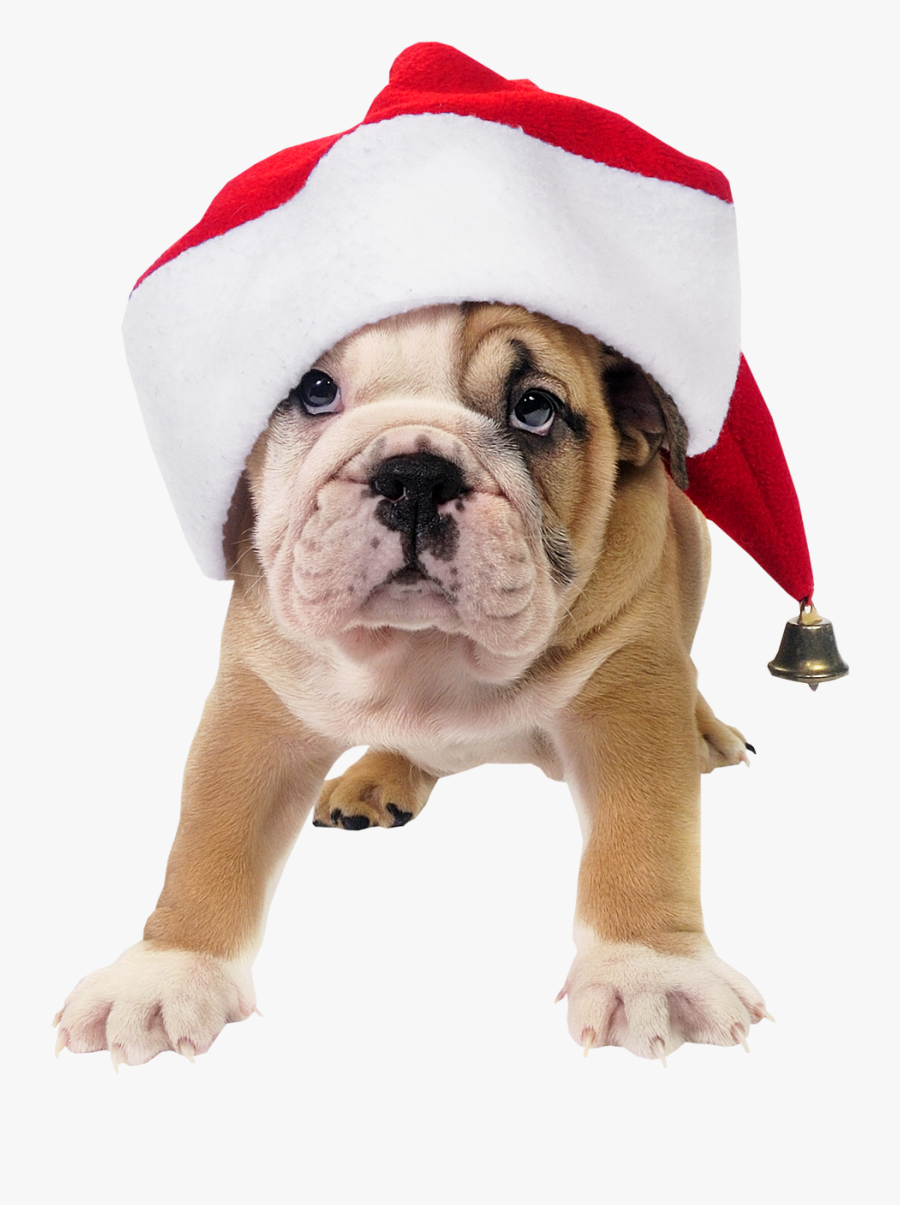 Clip Art Dog In Santa Hat - Dog With Santa Hat, Transparent Clipart