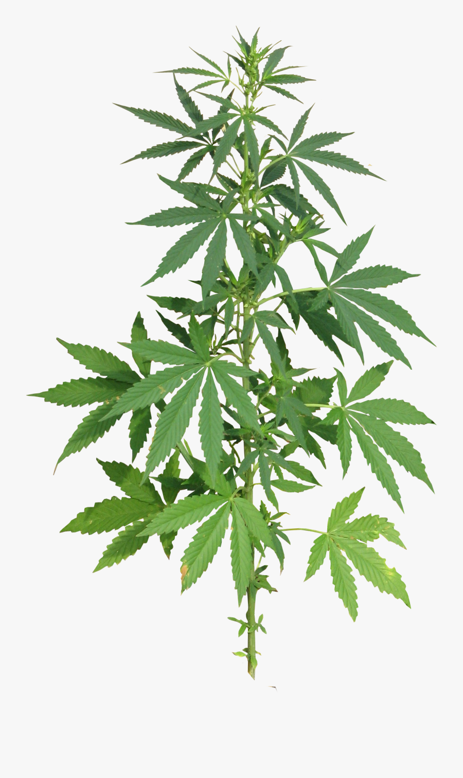 Cannabis Pot Leaf Png Clipart Image - Marijuana Plant Png, Transparent Clipart