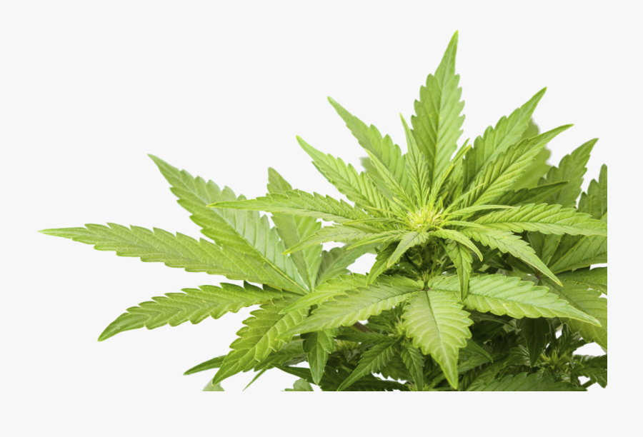 Cannabis Weed Marijuana Leaf Png Clipart Image - Weed Png, Transparent Clipart