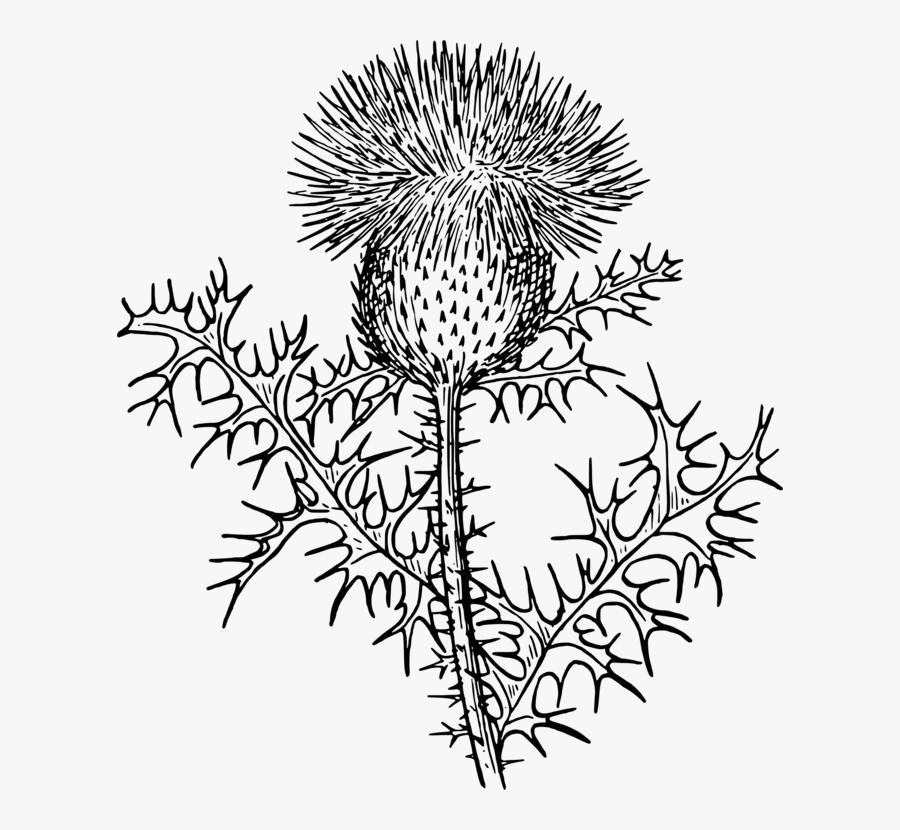 Line Art,plant,flora - Thistle Black And White Clipart, Transparent Clipart