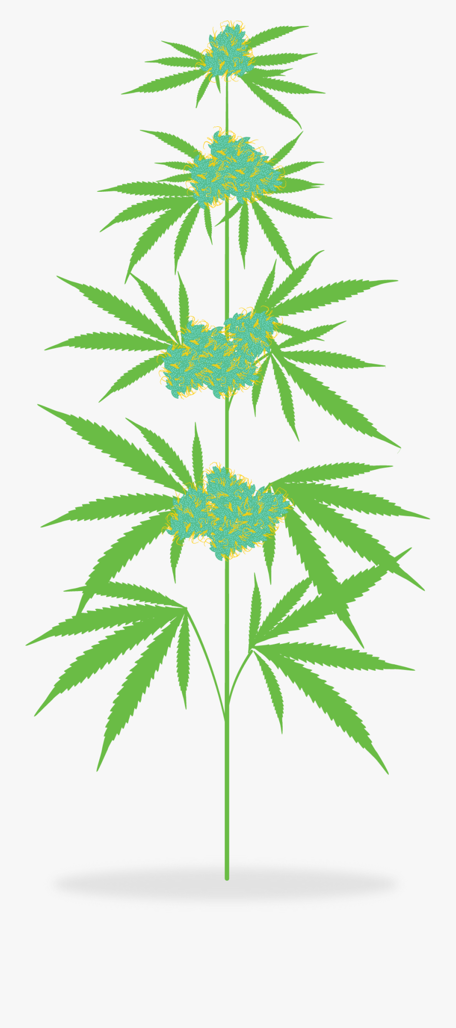 How Is Marijuana Medicine - Cannabis Tree Clipart Png, Transparent Clipart