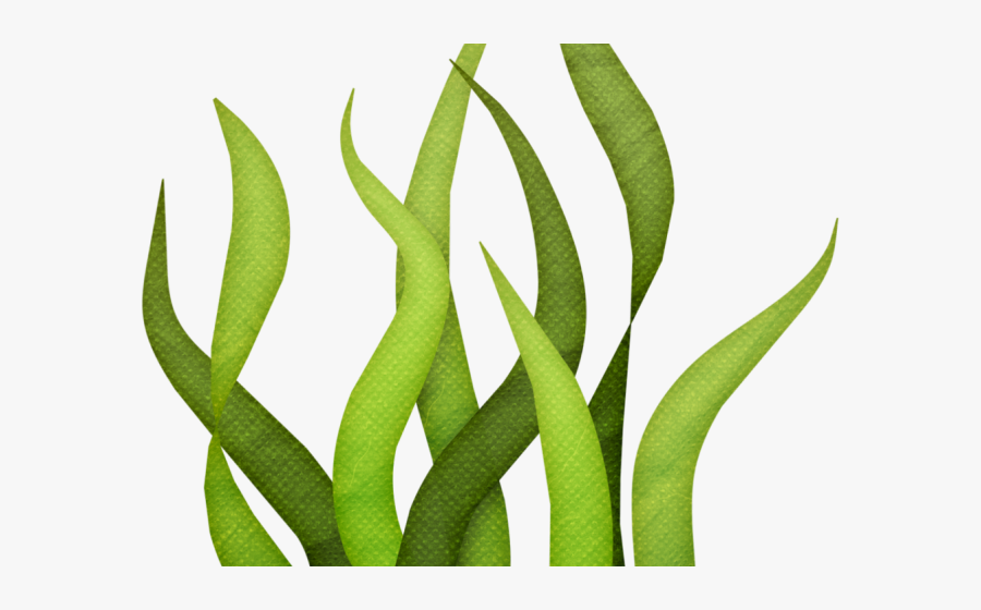 Weed Clipart Finding Nemo - Transparent Background Seaweed Clipart, Transparent Clipart
