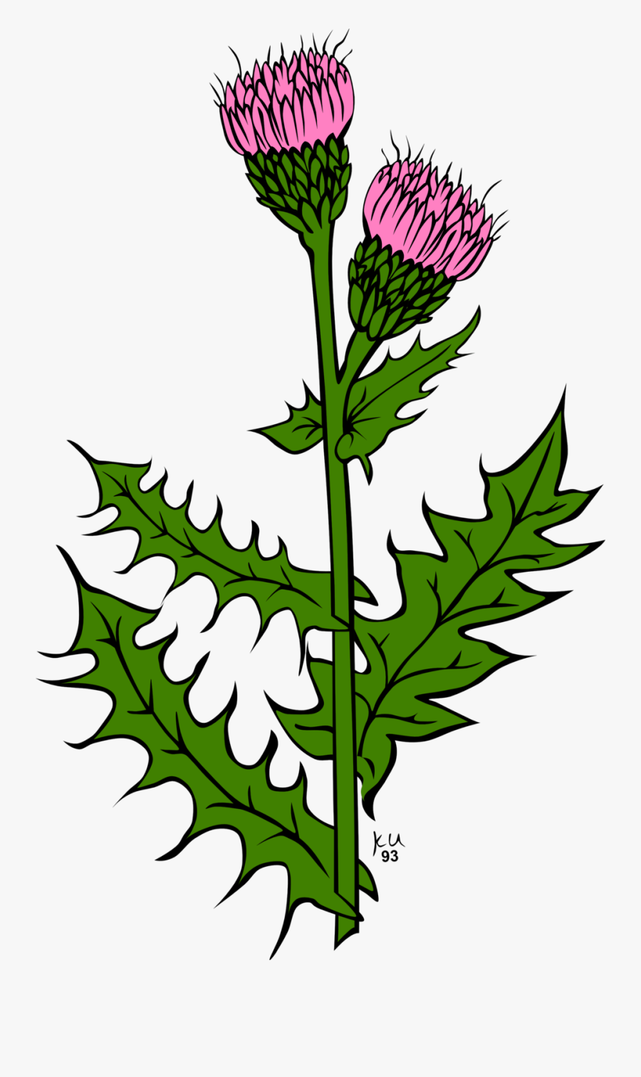 Ku Cirsium Arvense - Thistle Clipart, Transparent Clipart
