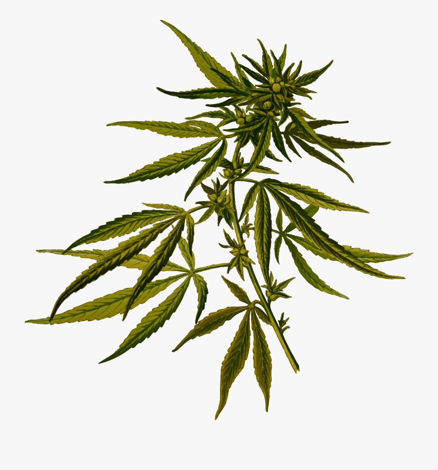 Plant,leaf,hemp Family - Cannabis Sativa, Transparent Clipart