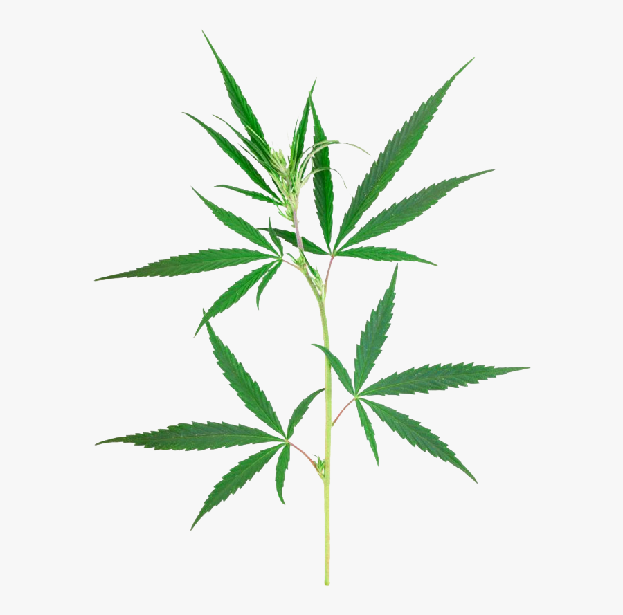 Weed Leaf Png - Weed Plant Png, Transparent Clipart