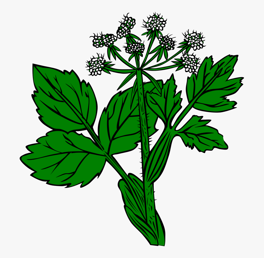 Weed Clipart Wild Plant - Alfalfa Clipart, Transparent Clipart
