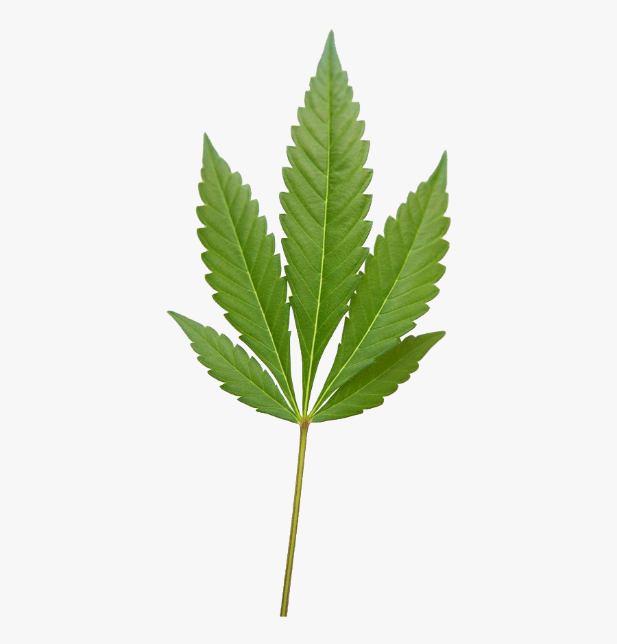 Weed Leaf, Marijuana Weed Png Image - Fern, Transparent Clipart