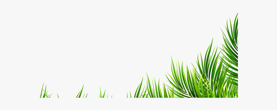 Grass, Transparent Clipart