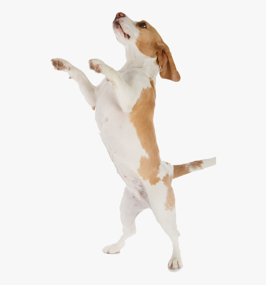 Transparent Feed The Dog Clipart - Dog Jumping Up, Transparent Clipart