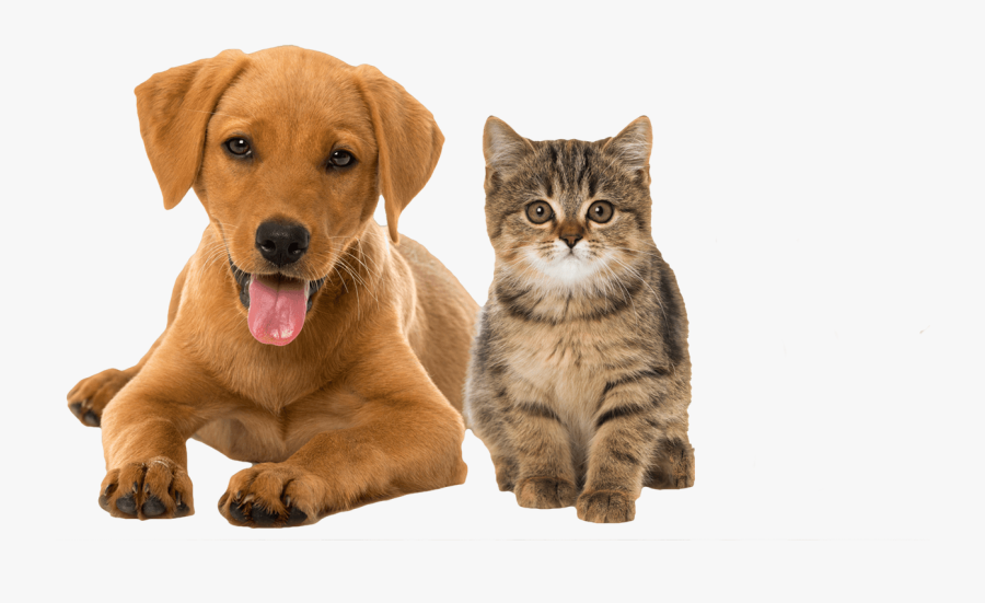 Cat Rabbit And Dog, Transparent Clipart