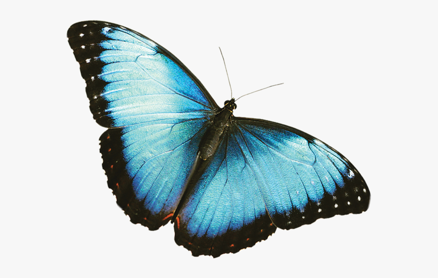 Clip Art Blue Butterfly Transparent - Blue Butterfly Transparent Background, Transparent Clipart