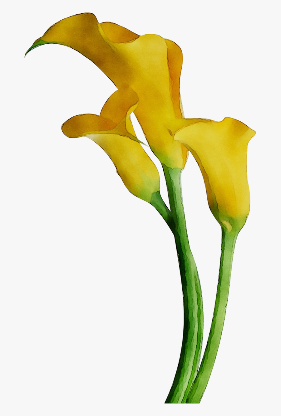 Arum-lily Lilies Cut Flowers Yellow Arum Bog Clipart - Iris, Transparent Clipart