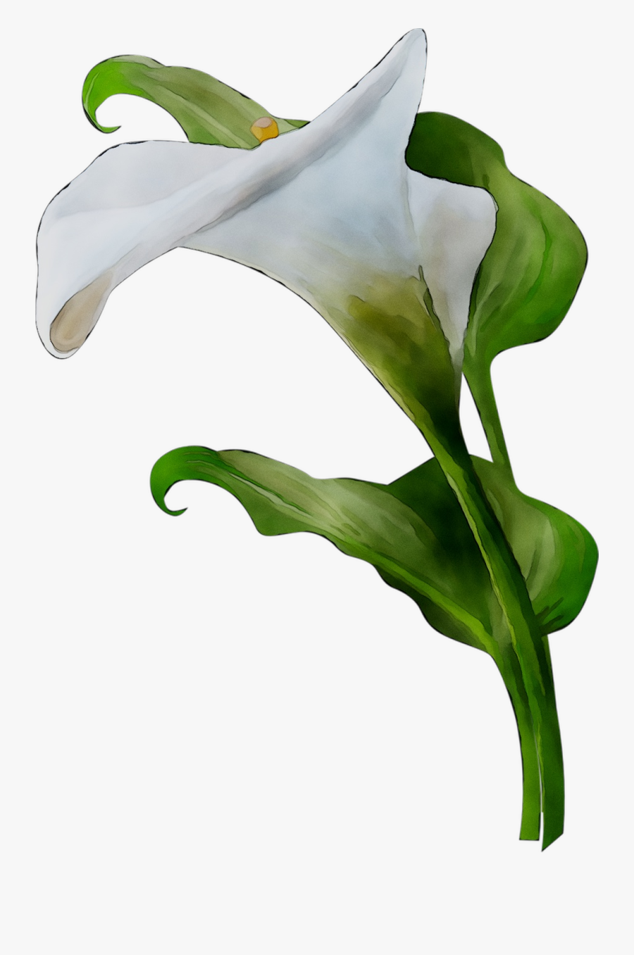 Arum Lilies Leaf Plant Stem Plants Lily M - Giant White Arum Lily, Transparent Clipart