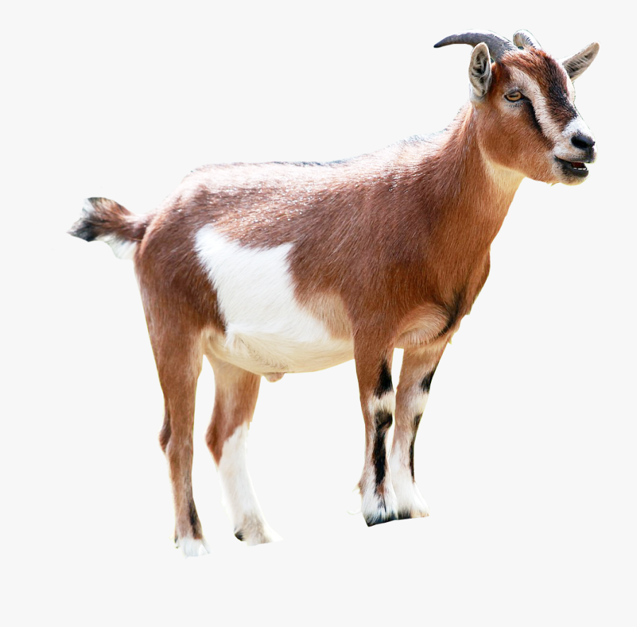 Goat Png Image Transparent Background - Goat Png, Transparent Clipart