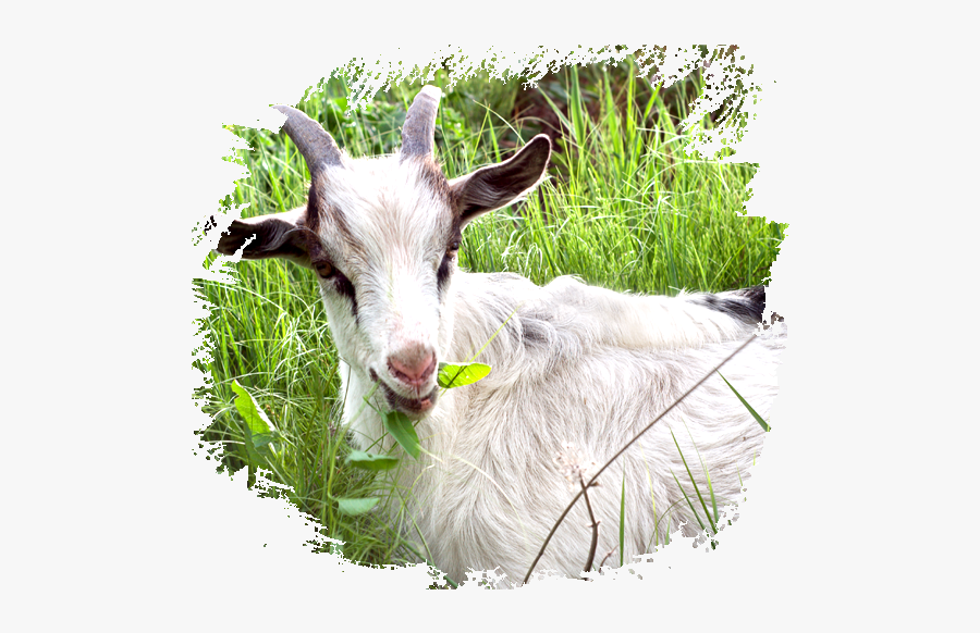 Pastorícia, Transparent Clipart