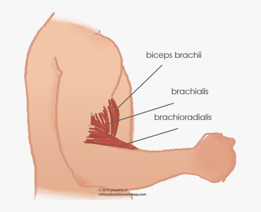 Shoulder Muscle - Biceps Muscle Pain, Transparent Clipart