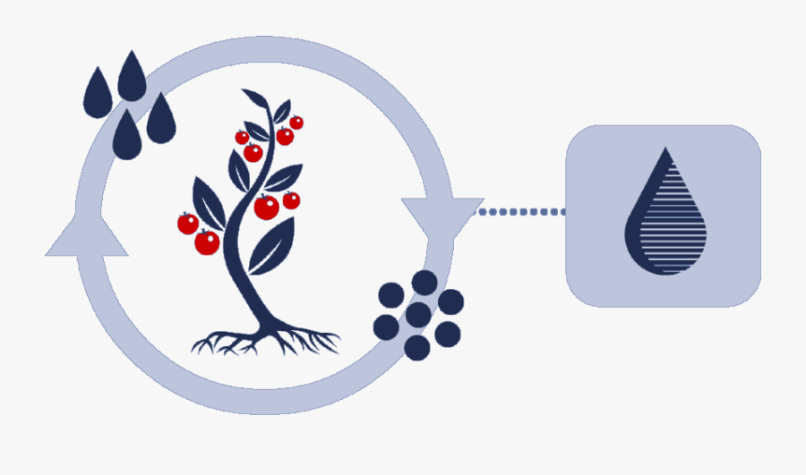 Illustration, Transparent Clipart