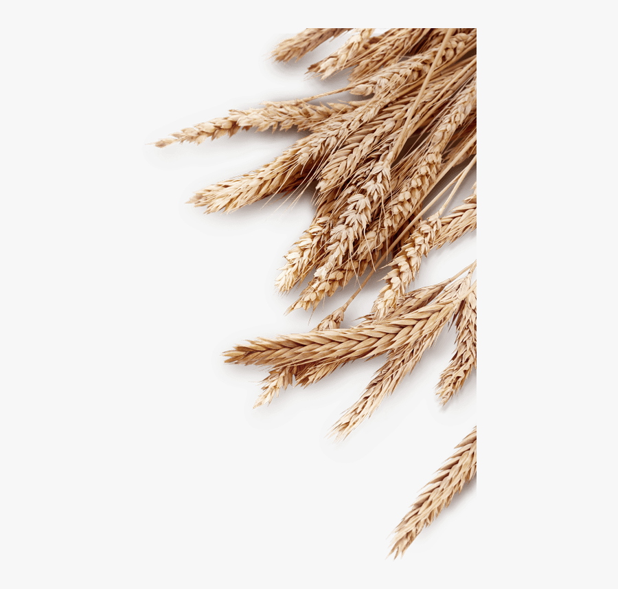 Transparent Wheat Field Clipart - Portable Network Graphics, Transparent Clipart
