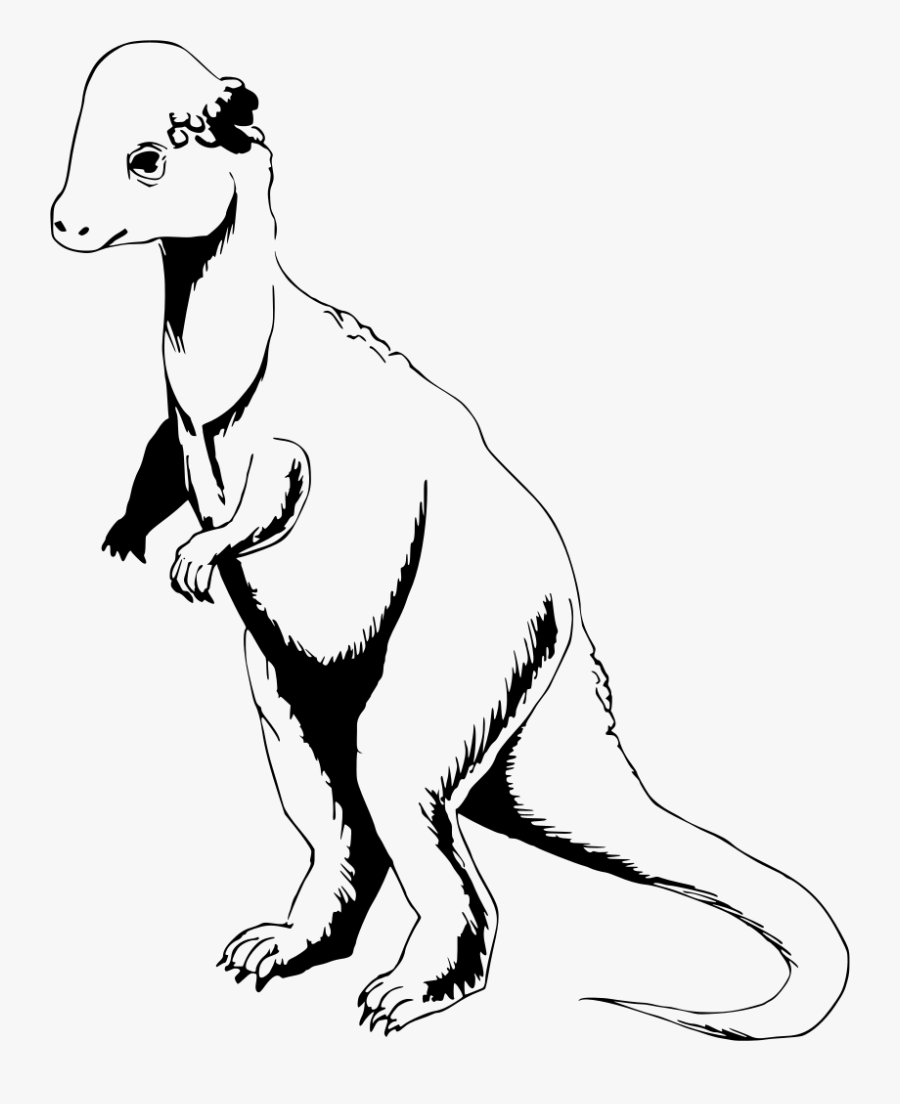 Kangaroo, Transparent Clipart