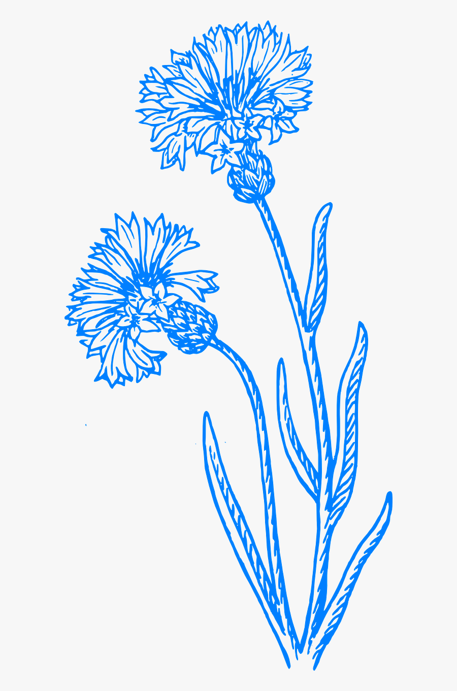 Flower Blue Flowers Free Picture - Cornflower Black And White, Transparent Clipart