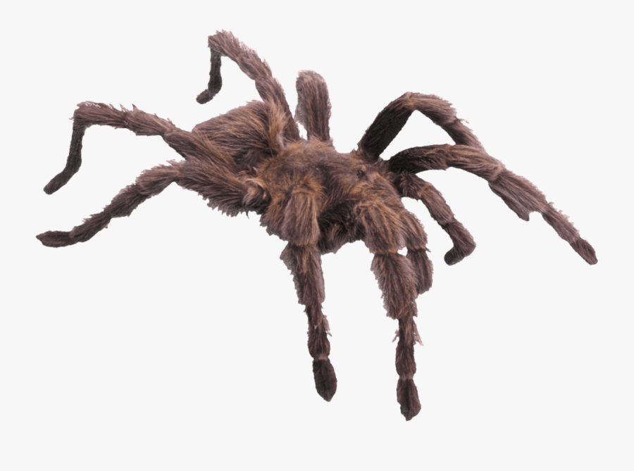 Download-spider - Minibeast Has Six Legs, Transparent Clipart