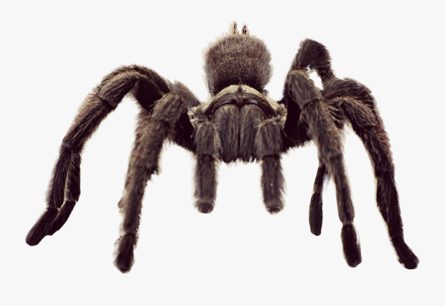 #animal #spider #tarantula #freetoedit - Tarantula Spider Face, Transparent Clipart