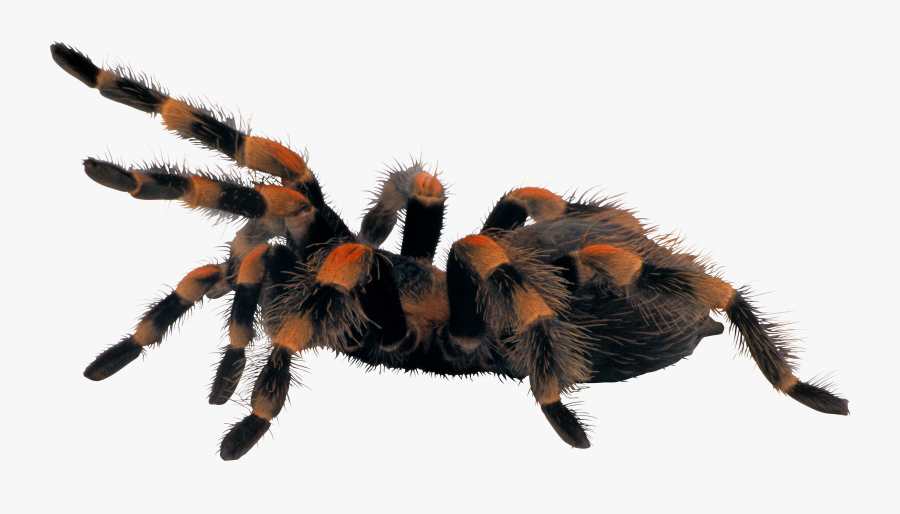 Spider Png Image - Spider Png, Transparent Clipart
