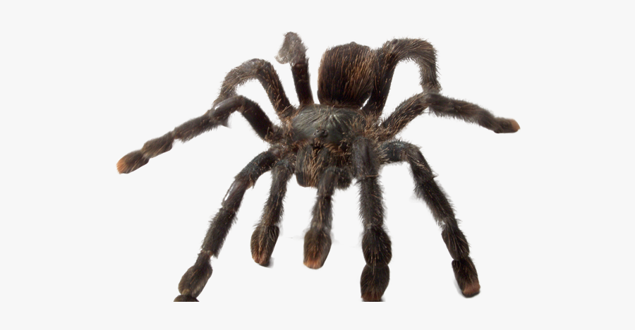 "ye Olde Arachnarium" - Tarantula, Transparent Clipart
