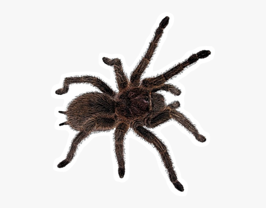 #freetoedit #insect #tarantula #spider #böcek #örümcek - Тарантул Пнг, Transparent Clipart
