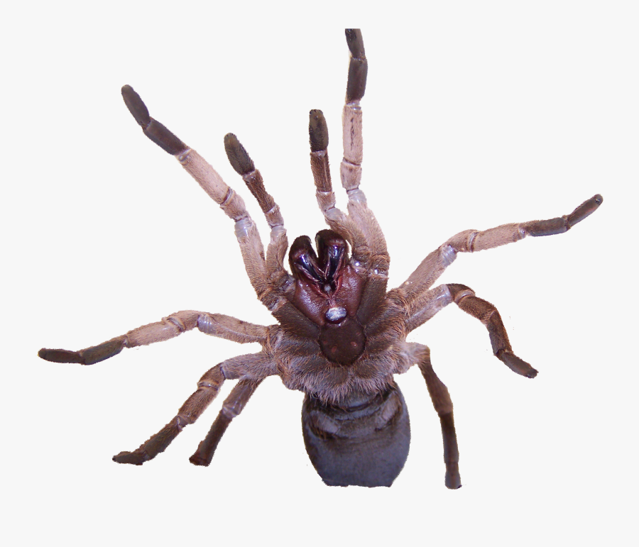 Tarantula Venom, Transparent Clipart