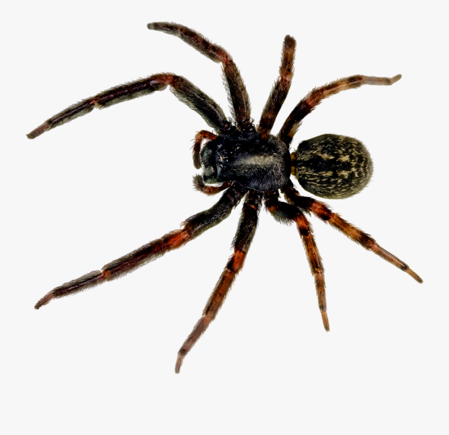 Clip Art Pin By Colton Cherry - Spider Png, Transparent Clipart