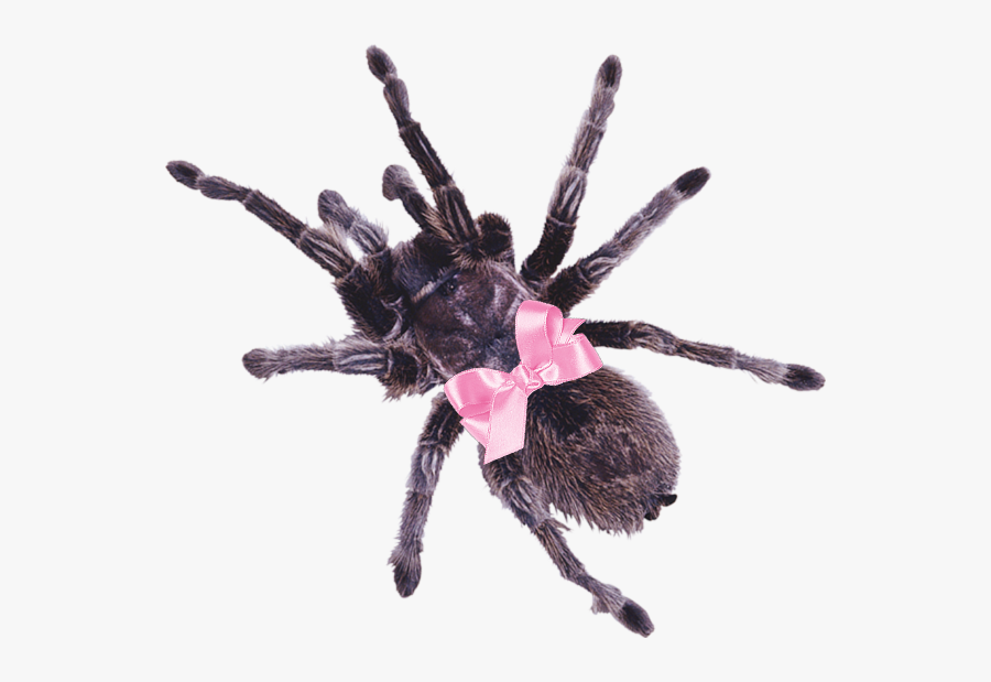 #spider #tarantula #pink #bow #pinkbow #cute #aesthetic - Big Spider Png, Transparent Clipart