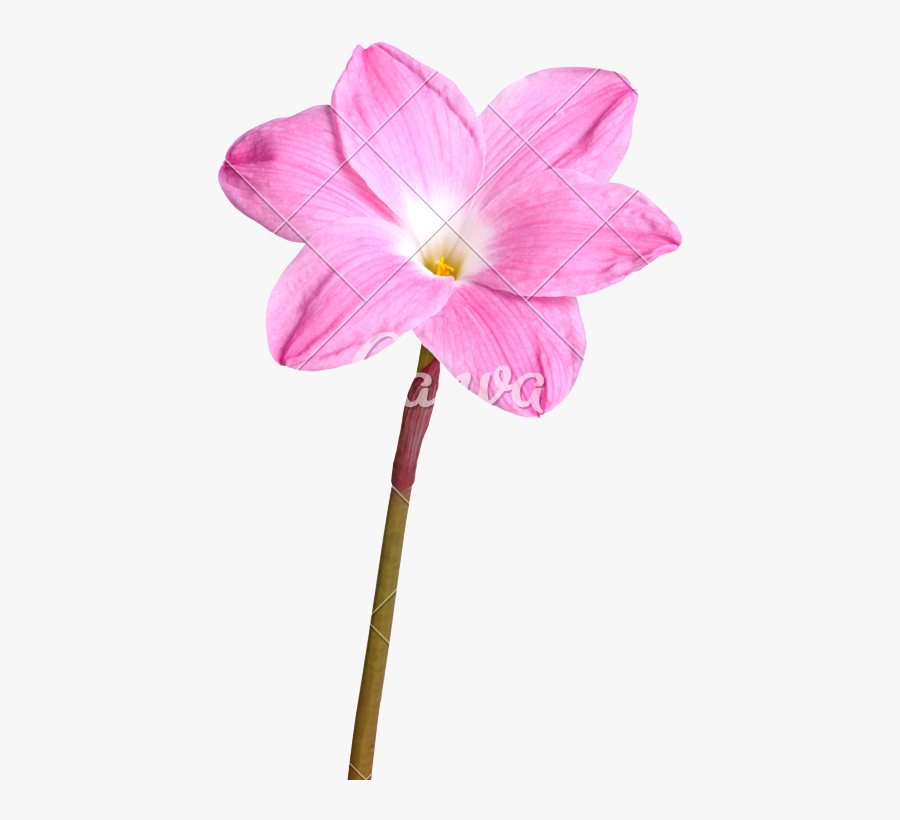Clip Art Photos By Canva - Single Flower Pics Hd Png, Transparent Clipart