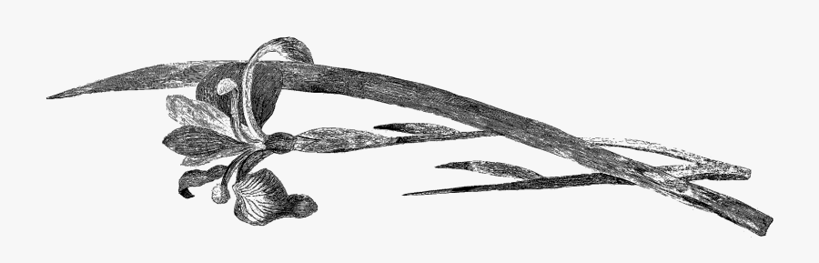 Sketch, Transparent Clipart