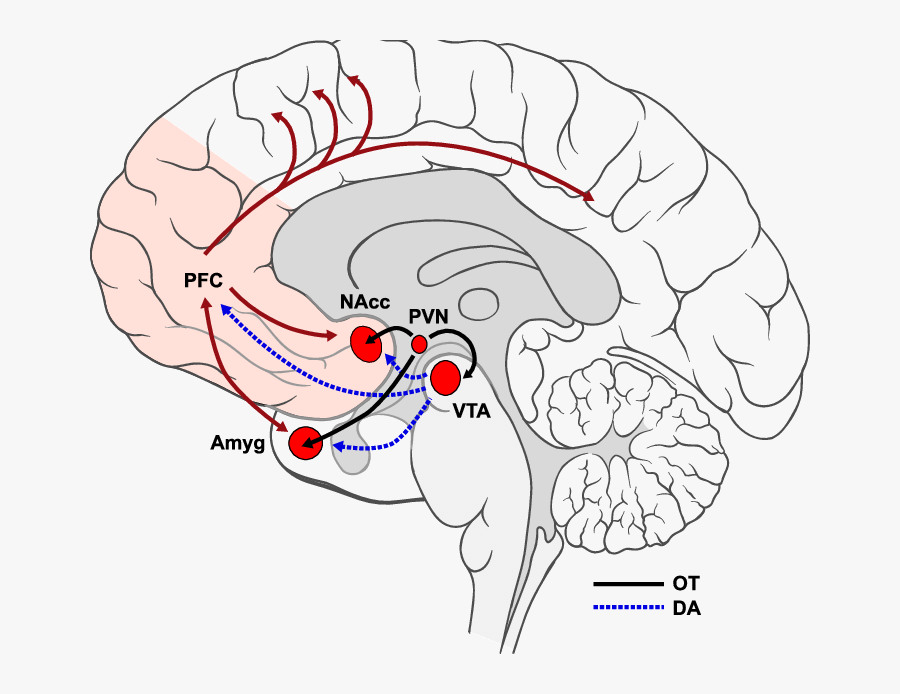 Schematic Representation Of Oxytocinergic And Mesocorticolimbic - Tegmental Area And Oxytocin, Transparent Clipart