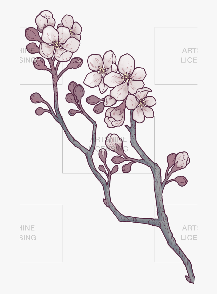 Apple Blossom Branch - Cuckoo Flower, Transparent Clipart