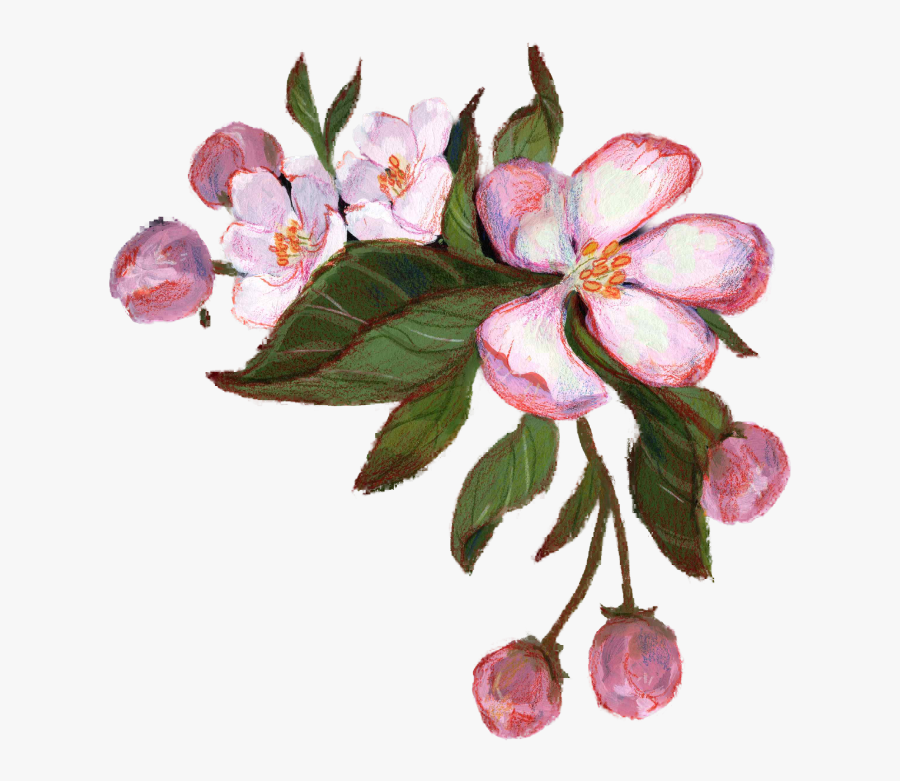Appleblossom2 - Rosa Glauca, Transparent Clipart